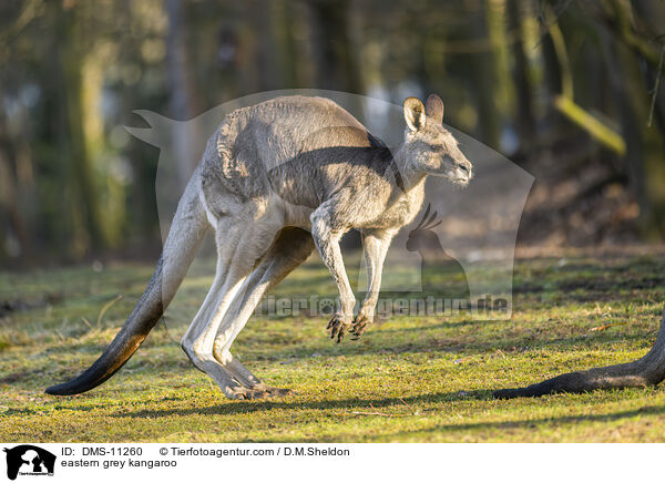 eastern grey kangaroo / DMS-11260