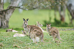 eastern grey kangaroos
