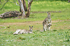 eastern grey kangaroos