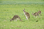 eastern grey kangaroos