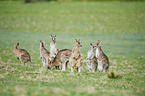 eastern grey kangaroos