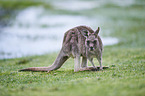 eastern grey kangaroo