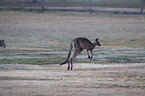 forester kangaroo