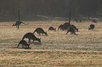 forester kangaroos