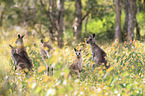 forester kangaroos