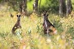 forester kangaroos