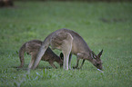 forester kangaroos