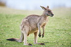 standing Eastern Grey Kangaroo