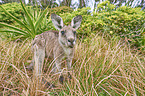 standing Eastern Grey Kangaroo