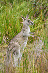 standing Eastern Grey Kangaroo