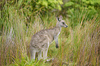 standing Eastern Grey Kangaroo
