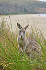 standing Eastern Grey Kangaroo