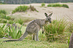 standing Eastern Grey Kangaroo
