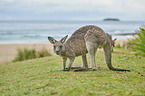 standing Eastern Grey Kangaroo