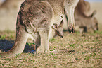 standing Eastern Grey Kangaroos