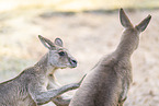 eastern grey kangaroo