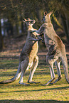 eastern grey kangaroo