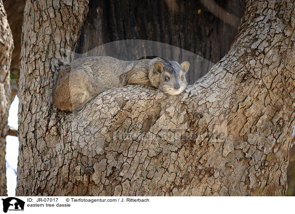 Steppenwald-Baumschliefer / eastern tree dassie / JR-07017