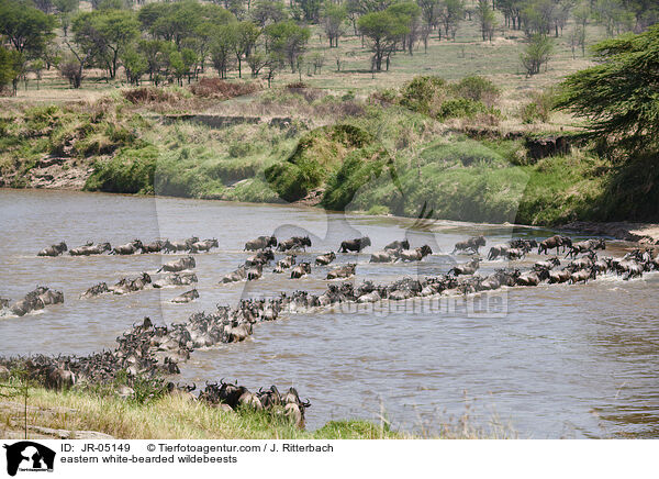 eastern white-bearded wildebeests / JR-05149