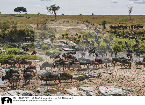 eastern white-bearded wildebeests / JR-05247