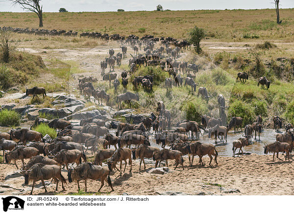eastern white-bearded wildebeests / JR-05249