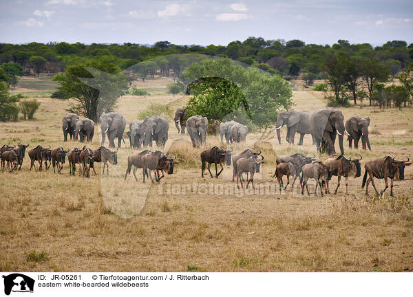 eastern white-bearded wildebeests / JR-05261