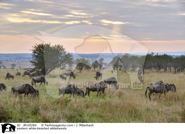eastern white-bearded wildebeests / JR-05284