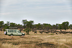 eastern white-bearded wildebeests
