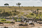eastern white-bearded wildebeests