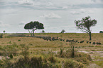 eastern white-bearded wildebeests
