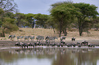 eastern white-bearded wildebeests