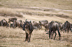 eastern white-bearded wildebeests