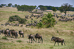 eastern white-bearded wildebeests