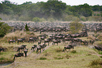eastern white-bearded wildebeests