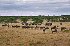 eastern white-bearded wildebeests