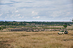eastern white-bearded wildebeests