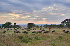 eastern white-bearded wildebeests