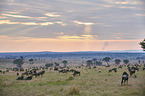 eastern white-bearded wildebeests