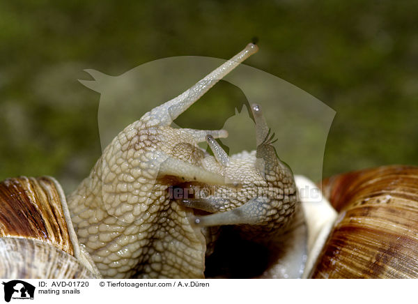mating snails / AVD-01720