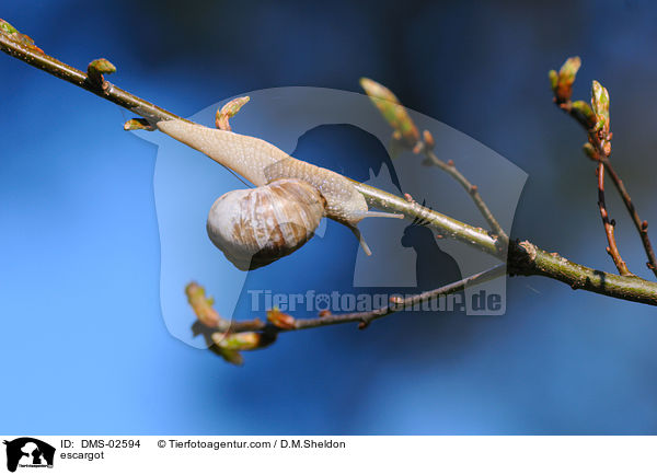 Weinbergschnecke / escargot / DMS-02594