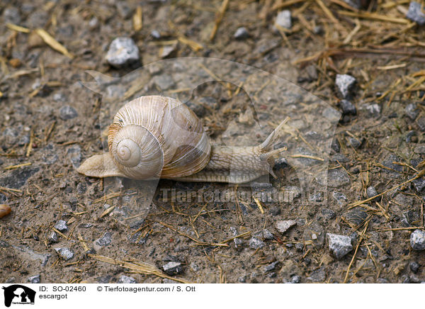 escargot / SO-02460