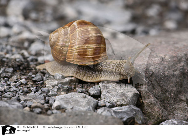 Weinbergschnecke / escargot / SO-02461