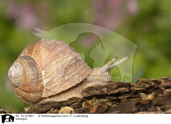 Weinbergschnecke / escargot / FL-01661