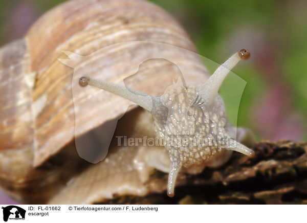 Weinbergschnecke / escargot / FL-01662