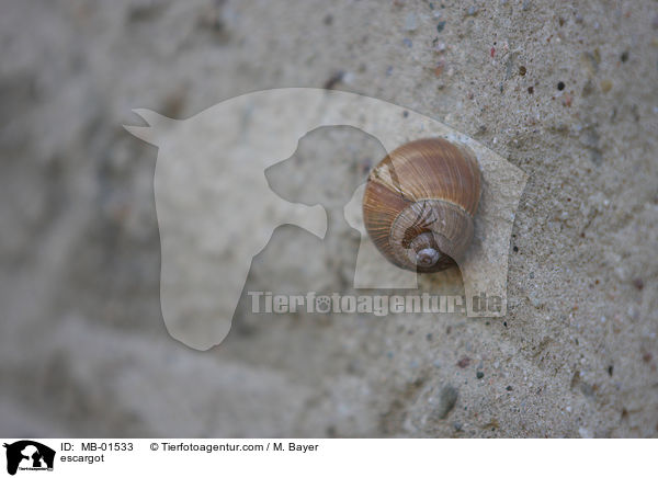 Weinbergschnecke / escargot / MB-01533