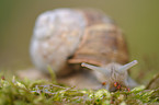 escargot