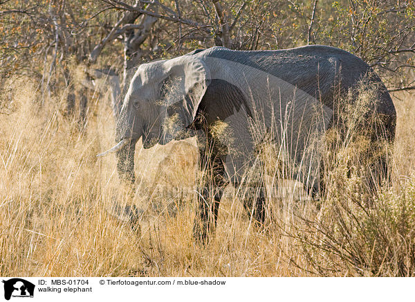 walking elephant / MBS-01704