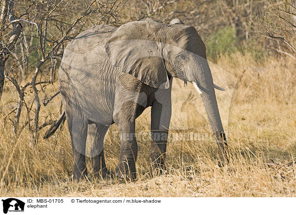 elephant / MBS-01705