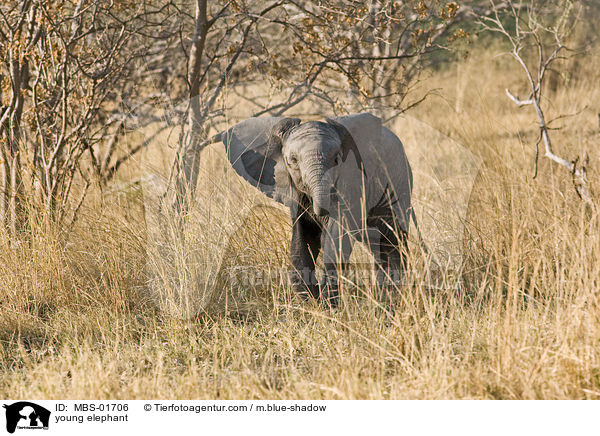 young elephant / MBS-01706