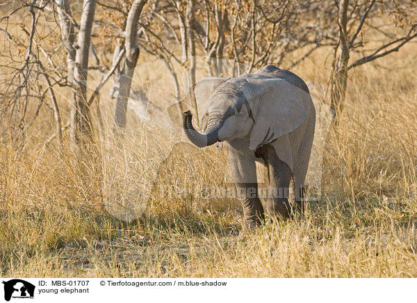 young elephant / MBS-01707